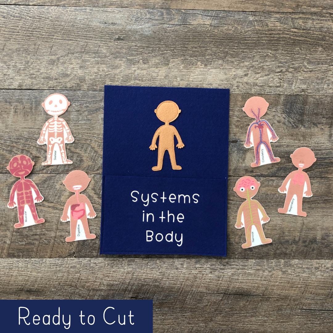 Systems of the Body - Felt Pieces