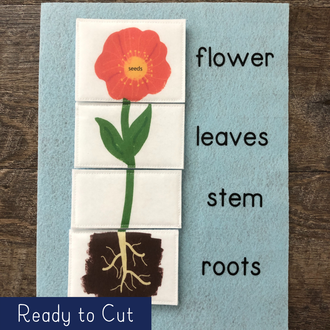 Parts of a Plant - Ready to Cut Flowers
